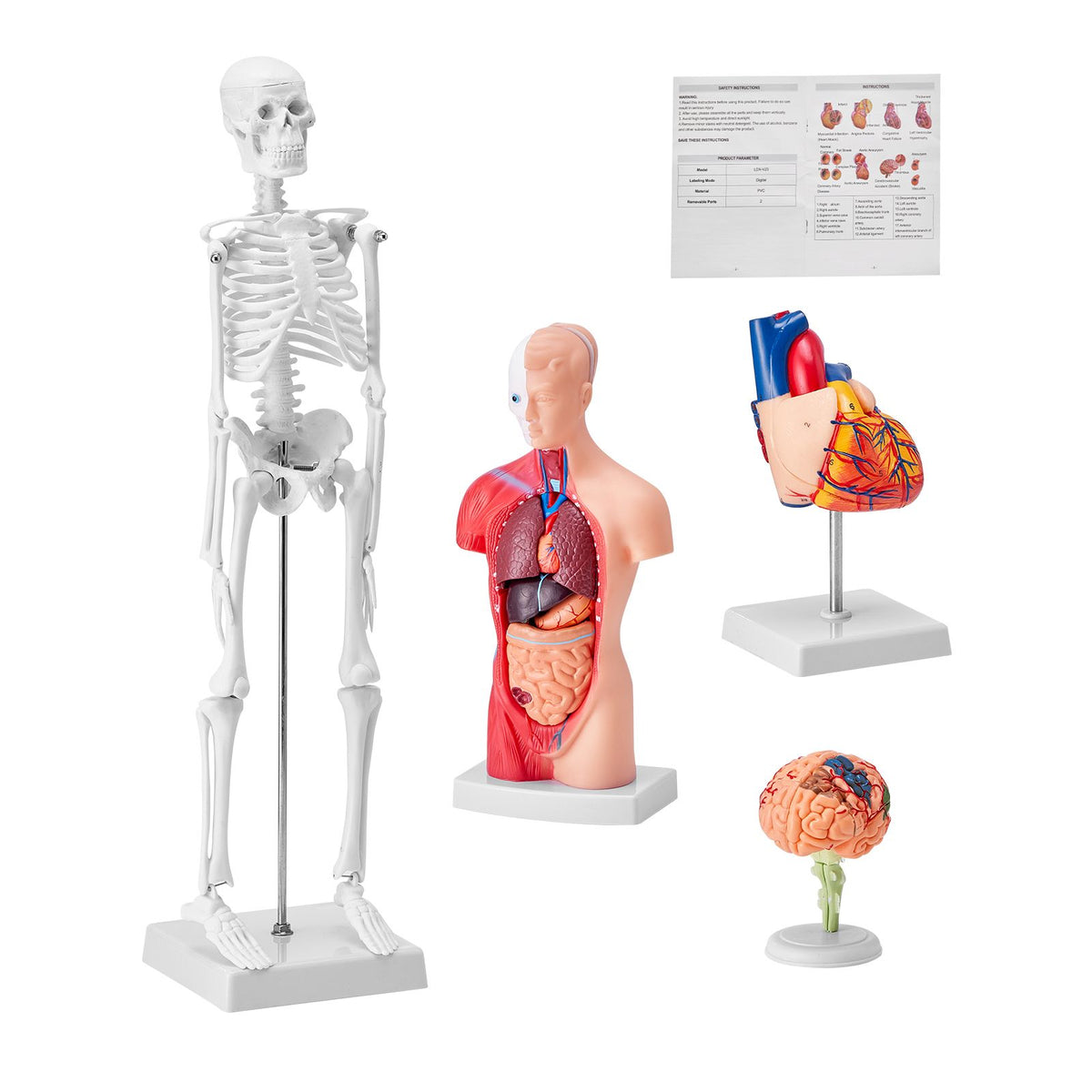 Human Anatomy Models Bundle Set, Brain, Human Torso Body, Heart, Skeleton Model Set of 4, Hands-on 3D Model Study Tools Teaching Models for Physiology Students or as Educational Kit for Kids