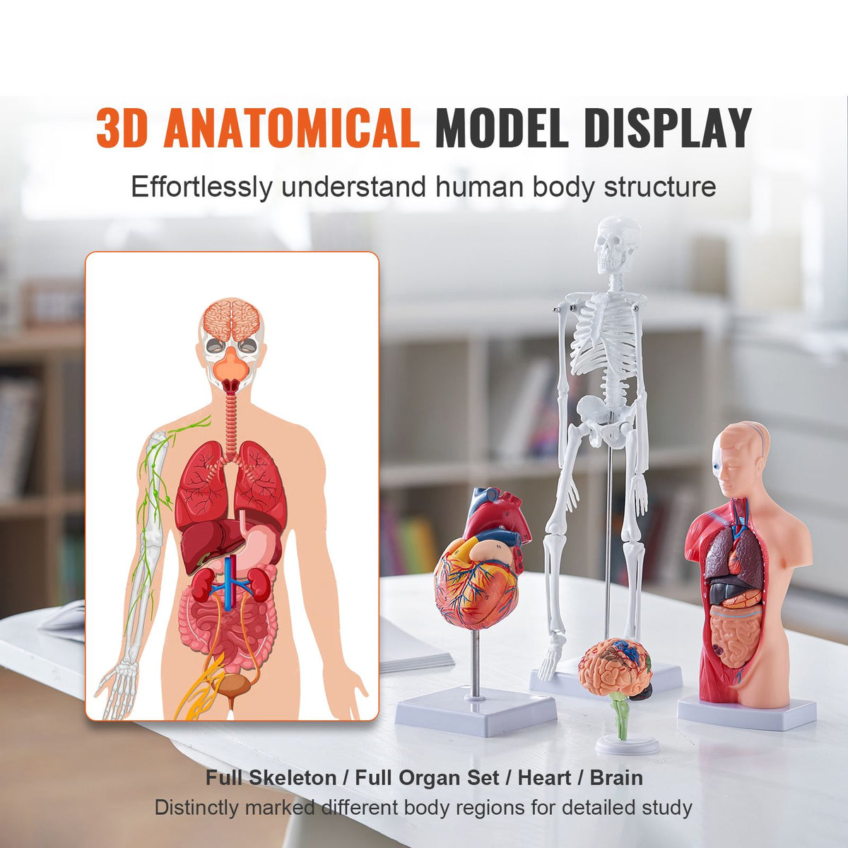 Human Anatomy Models Bundle Set, Brain, Human Torso Body, Heart, Skeleton Model Set of 4, Hands-on 3D Model Study Tools Teaching Models for Physiology Students or as Educational Kit for Kids