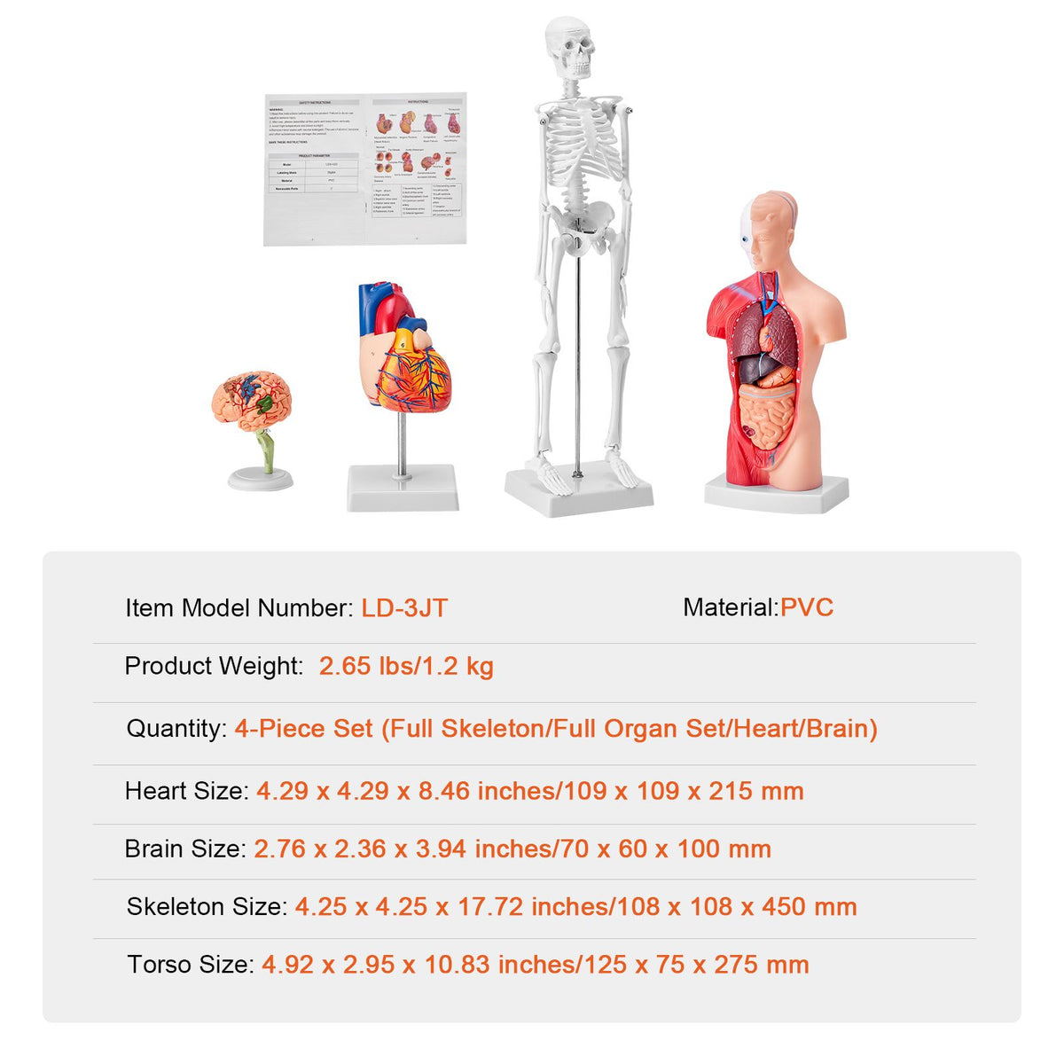 Human Anatomy Models Bundle Set, Brain, Human Torso Body, Heart, Skeleton Model Set of 4, Hands-on 3D Model Study Tools Teaching Models for Physiology Students or as Educational Kit for Kids