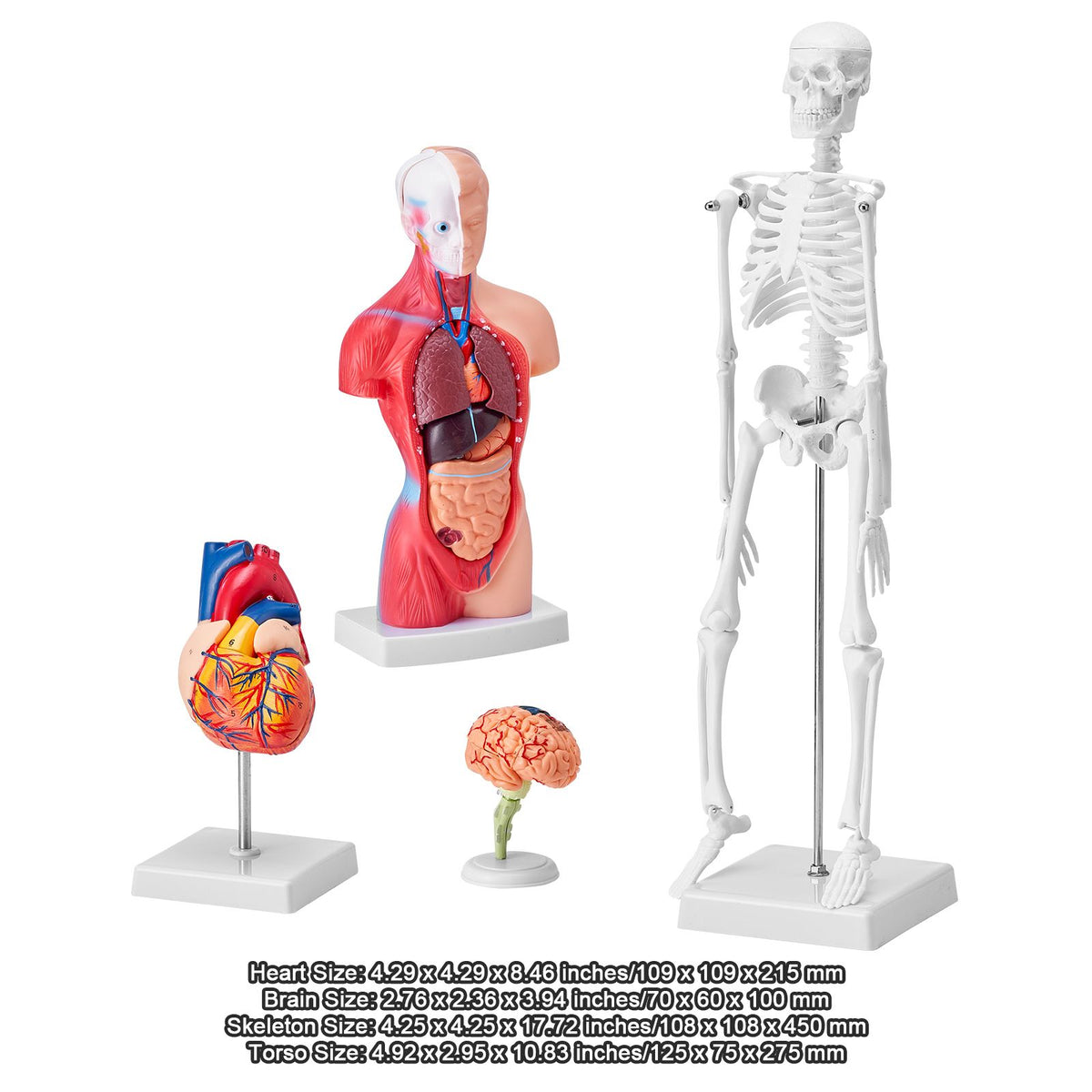 Human Anatomy Models Bundle Set, Brain, Human Torso Body, Heart, Skeleton Model Set of 4, Hands-on 3D Model Study Tools Teaching Models for Physiology Students or as Educational Kit for Kids