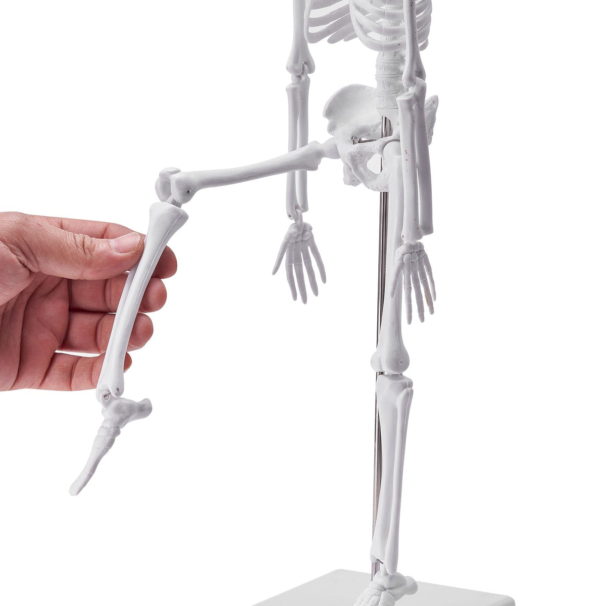 Human Anatomy Models Bundle Set, Brain, Human Torso Body, Heart, Skeleton Model Set of 4, Hands-on 3D Model Study Tools Teaching Models for Physiology Students or as Educational Kit for Kids