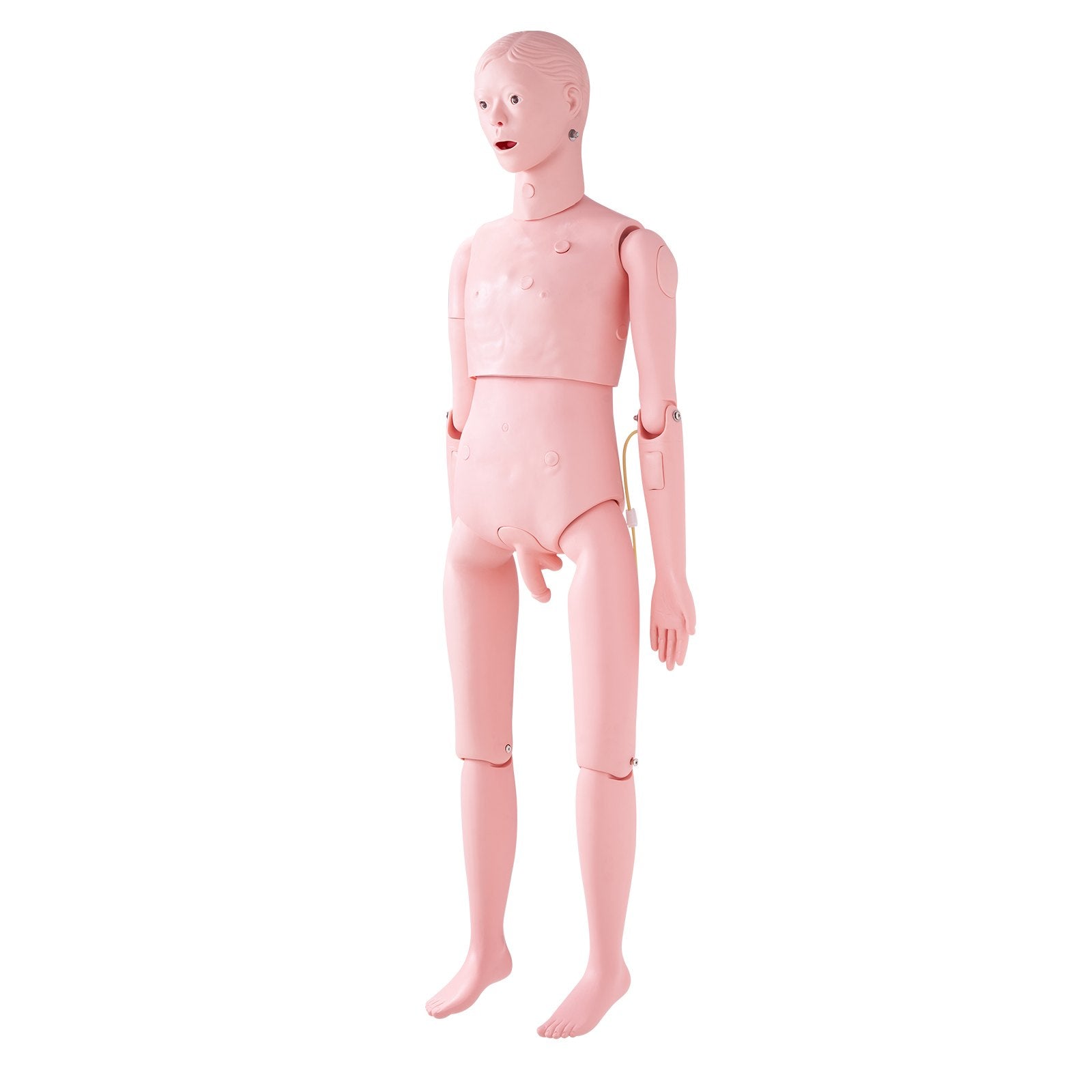 Nursing Training Manikin, Male Life Size Demonstration Human Manikin for Nursing Training, Multifunctional Education Teaching Model Supplies, PVC Anatomical Mannequin Body Care Simulator Model
