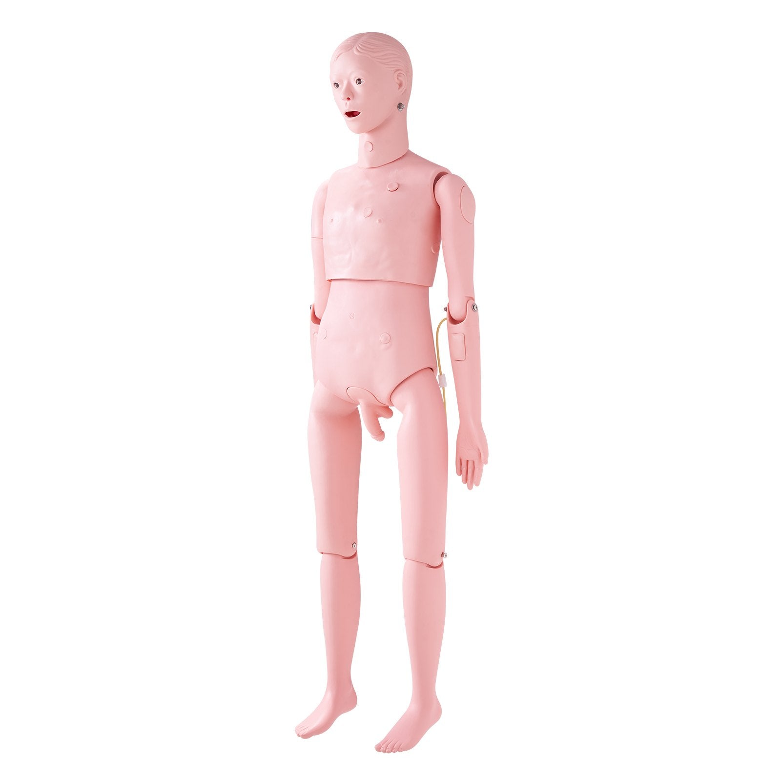 Nursing Training Manikin, Male Life Size Demonstration Human Manikin for Nursing Training, Multifunctional Education Teaching Model Supplies, PVC Anatomical Mannequin Body Care Simulator Model