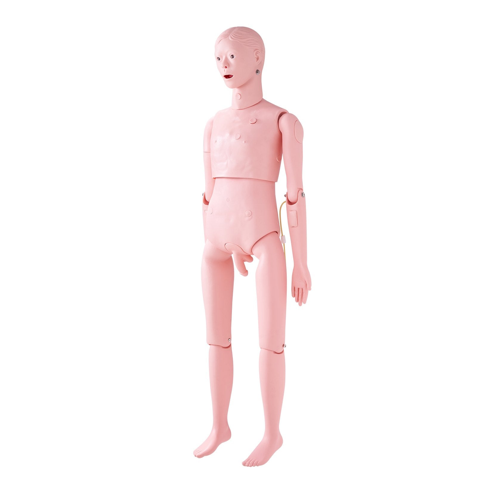 Nursing Training Manikin, Male Life Size Demonstration Human Manikin for Nursing Training, Multifunctional Education Teaching Model Supplies, PVC Anatomical Mannequin Body Care Simulator Model