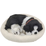 Non-Fiction Books: Sleepy Tails - Border Collie - Breathing