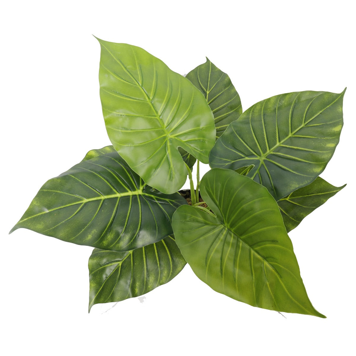 Artificial Trees: Artificial Potted Taro Plant / Elephant Ear 55cm