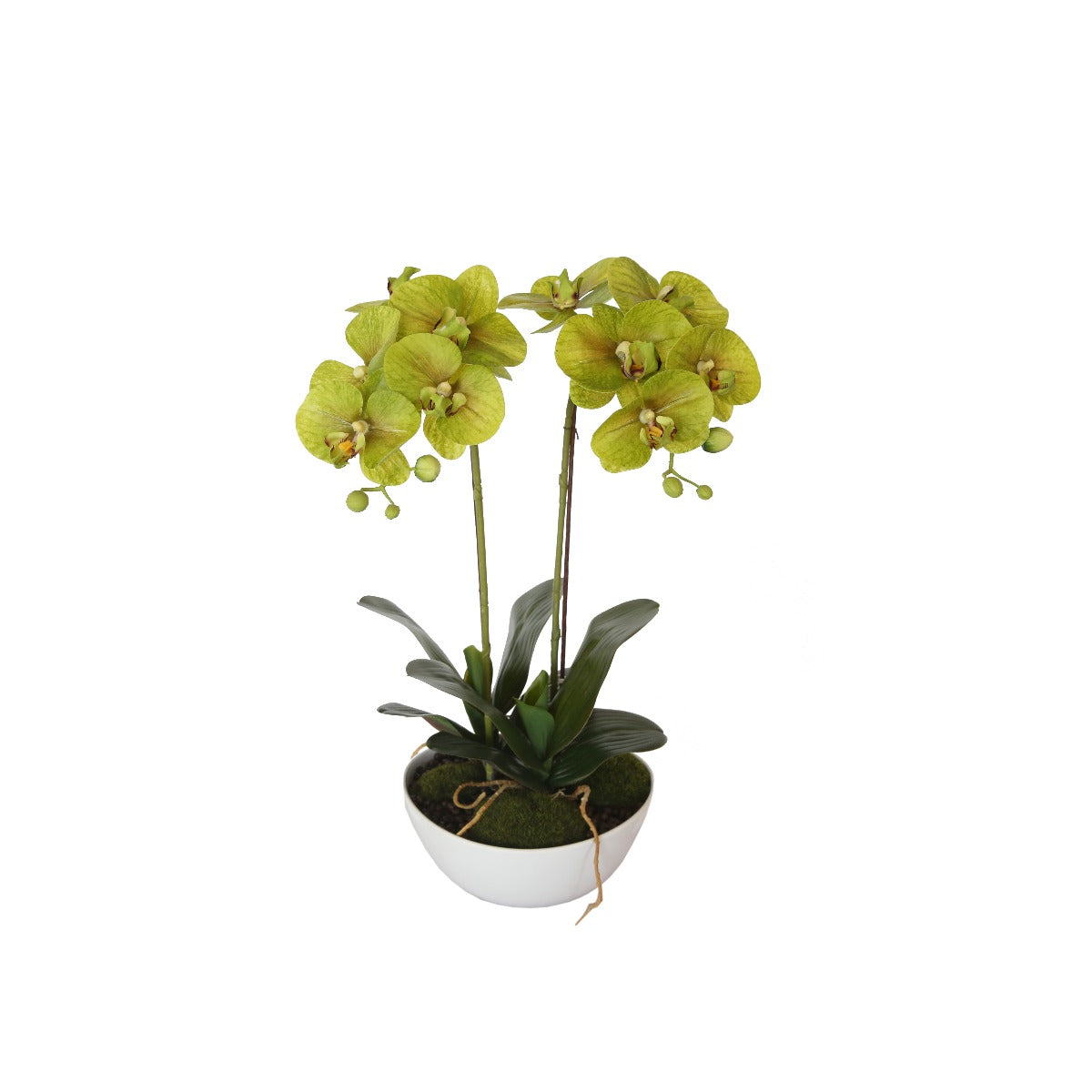 Wellness Accessories: 50cm Dual Butterfly Orchid - Cream