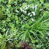 Caravan Accessories: Vista Green Vertical Garden Green Wall UV Resistant 100cm x 100cm