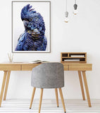 Wall Art 50cmx70cm Black Cockatoo A Black Frame Canvas