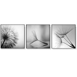 Wall Art 70cmx70cm Botanical dandelions 3 Sets Black Frame Canvas