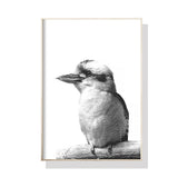 Wall Art 40cmx60cm Kookaburra Black Frame Canvas