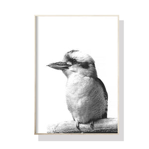 Wall Art 50cmx70cm Kookaburra Black Frame Canvas