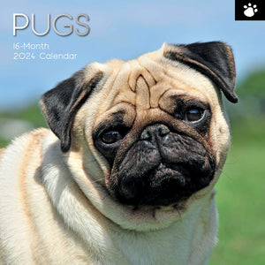 Pugs - 2024 Square Wall Calendar Pets Dog 16 Month Premium Planner New Year Gift