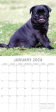 Pugs - 2024 Square Wall Calendar Pets Dog 16 Month Premium Planner New Year Gift