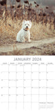 West Highland White Terriers 2024 Square Wall Calendar Pets Dog 16 Month Planner